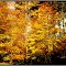 like in  the fire_by Dagmar Skvaridlova ©