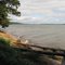 Elk River Driftwood
