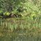 Placid Lake Montana Greenery