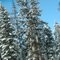 Now thats a Christmas Tree!