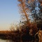Blue heron at Big Elbow Lake, Minnesota