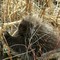 Porcupine