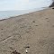 Lotus seed pod on the beach