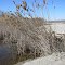 Beach sands invading reed beds