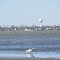 Gull's lunch on Erie beach, Luna Pier