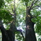 Magnificent red oak (Quercus rubra) in Michigan