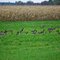 Canada Geese 2