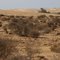 Dunes near Tarfaya
