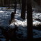 Cedar Run Refuge