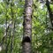 willard brook state forest