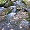Falls Brook Trail - Right Branch
