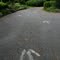 Dinosaur footprints in Massachusetts