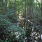 Elephant Swamp