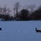 Monroeville Deer at Dusk