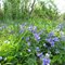 Elephant Swamp Wild Violets
