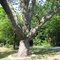 Bellingers Mill Oak Tree