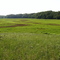 Coastal Bog, Ellisville