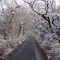 Manomet forest under snow
