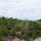 Ellisville Harbor State Park