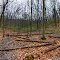 Logs in the Ravine