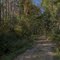 Early autumn woods