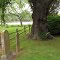 Old Trinity Cemetery & Big Tree