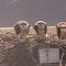 Ospreys Chicks