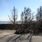 Tree's knocked over by Hurricane Sandy along Ocean Drive