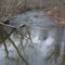 Patuxent R., Haviland Mill bridge; Jan. 2011