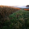 Corn Field in a Misty Dawn