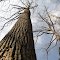 Tulip Poplar on Gun South Trail
