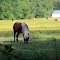 miniature horse farm on Lands End Road Church Hill Md