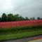 I-77 median