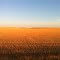 Wheat Stubble at Sunset
