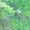 Groundhogs Climb Trees!