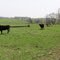 Mooo are you?