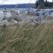 Grasses
