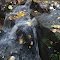 Complicated Cascade