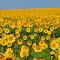 Sunflowers-2