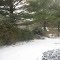 Snow in my dad's backyard