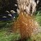 Tall Grass in Fall
