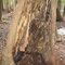 Lizard Tail Swamp Hollowed Out Tree