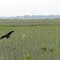 Glossy Ibises at Dennis Township Wetlands
