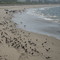 Reeds Beach Jetty