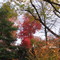 Aspen Hill fall