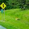 Denme un ride!!!Give me a Ride!!Darmi un passaggio!!!,Orange County,New York from I-84
