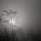 Setauket NY in the fog