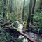 Rainforest near Mount St. Helens