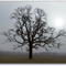 Cold foggy Morning (albero solitario) - 198101LJW