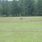 Late Spring, doe with fawn in the dandelions